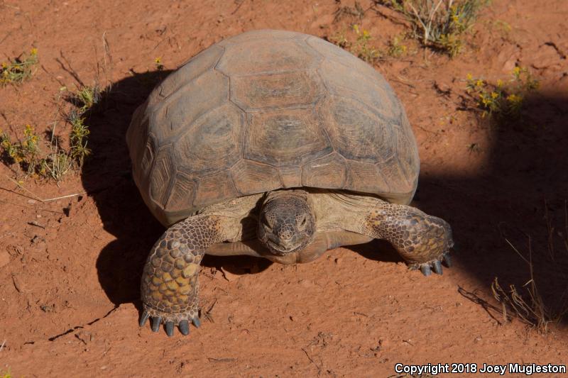 Desert Tortoise (Gopherus agassizii)