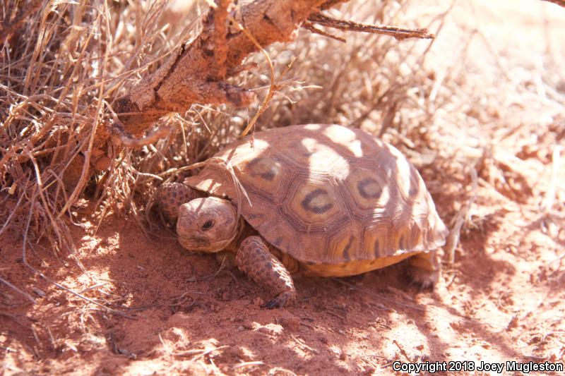 Desert Tortoise (Gopherus agassizii)