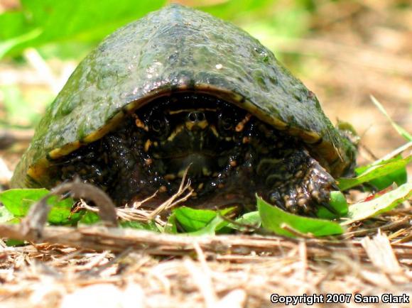 Eastern Musk Turtle (Sternotherus odoratus)