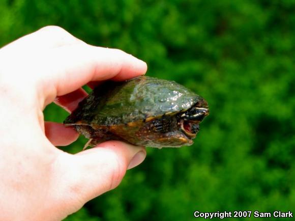 Eastern Musk Turtle (Sternotherus odoratus)