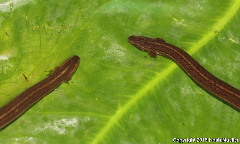 Narrow-striped Dwarf Siren (Pseudobranchus axanthus axanthus)