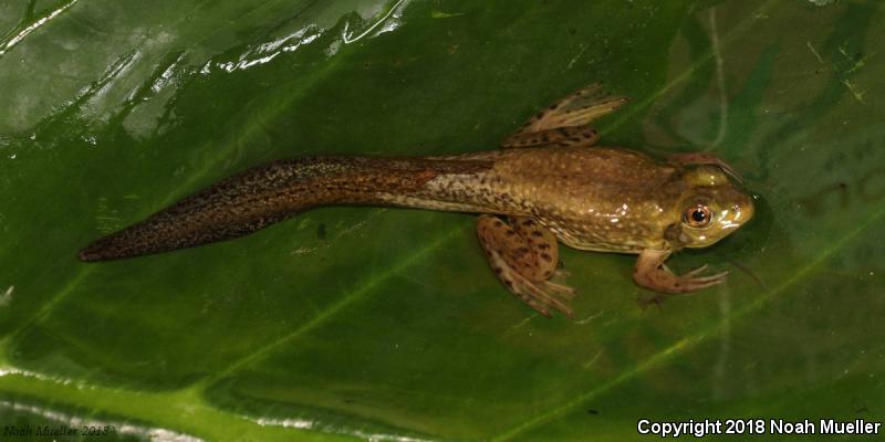 Pig Frog (Lithobates grylio)