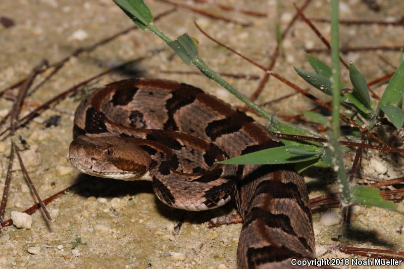 Timber Rattlesnake (Crotalus horridus)