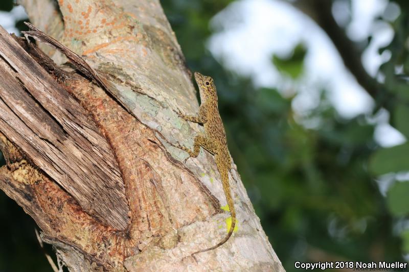 Bark Anole (Anolis distichus)