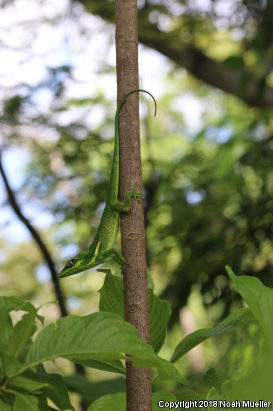 Knight Anole (Anolis equestris)