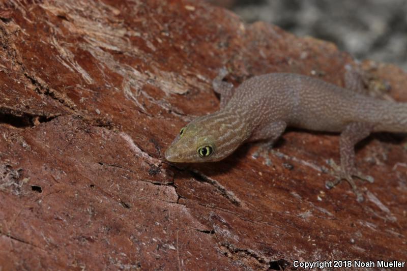 Ashy Gecko (Sphaerodactylus elegans)