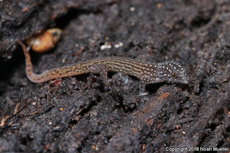 Ocellated Gecko (Sphaerodactylus argus)