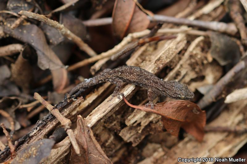 Common House Gecko (Hemidactylus frenatus)