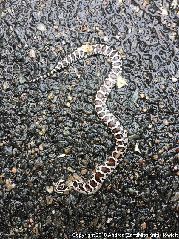 Eastern Milksnake (Lampropeltis triangulum triangulum)