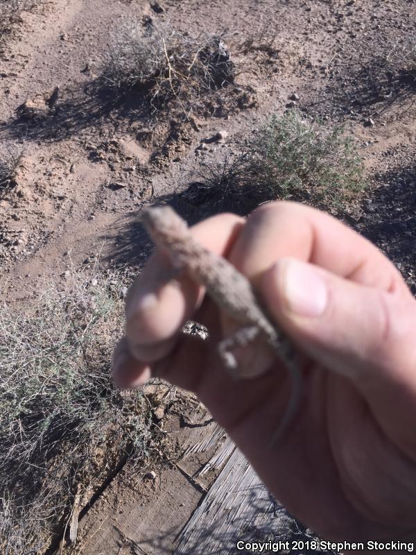 Rough-tailed Gecko (Cyrtopodion scabrum)