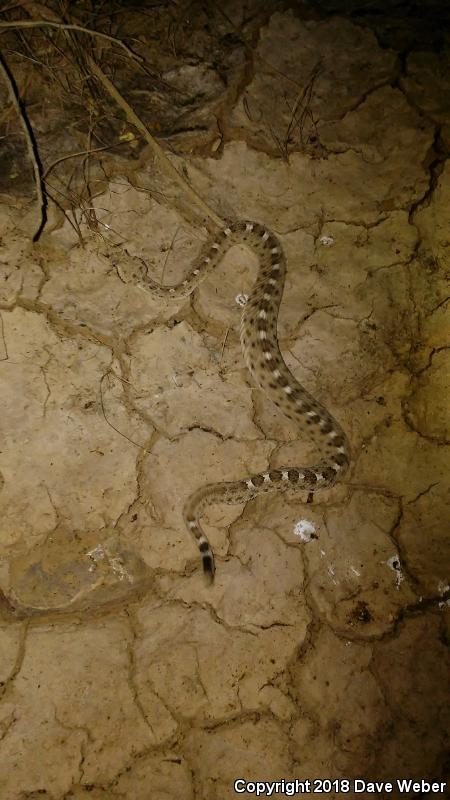 Sonoran Sidewinder (Crotalus cerastes cercobombus)