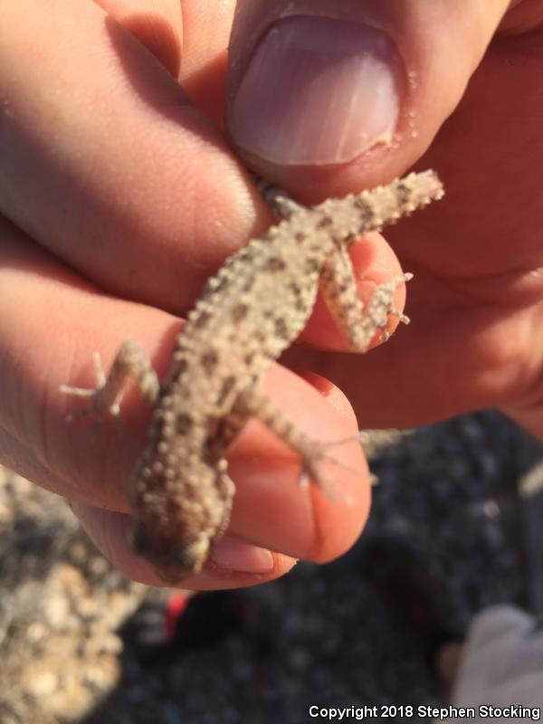 Rough-tailed Gecko (Cyrtopodion scabrum)