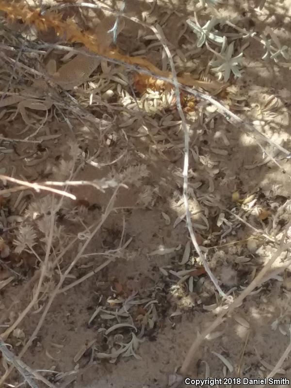 Mojave Fringe-toed Lizard (Uma scoparia)