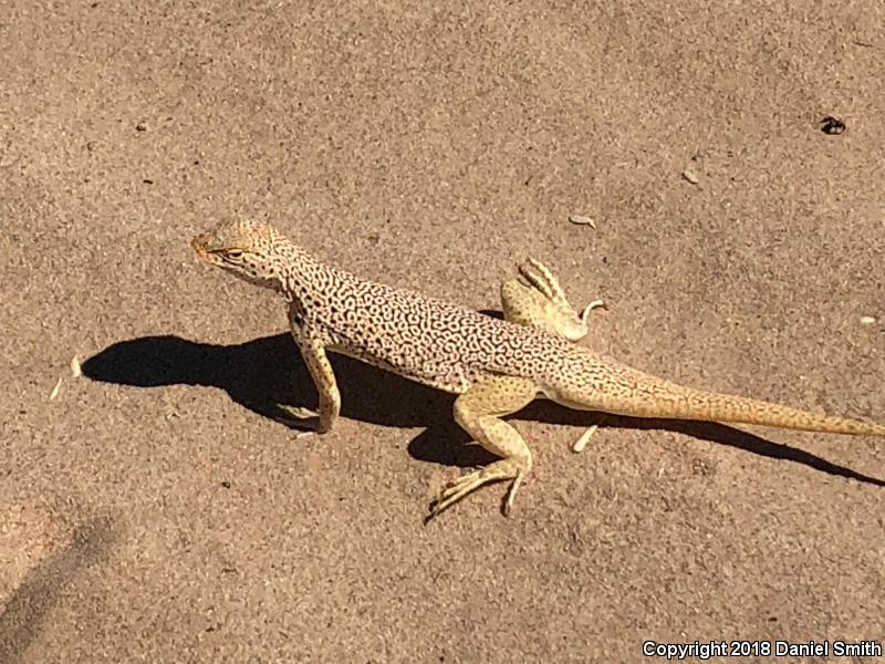 Mojave Fringe-toed Lizard (Uma scoparia)