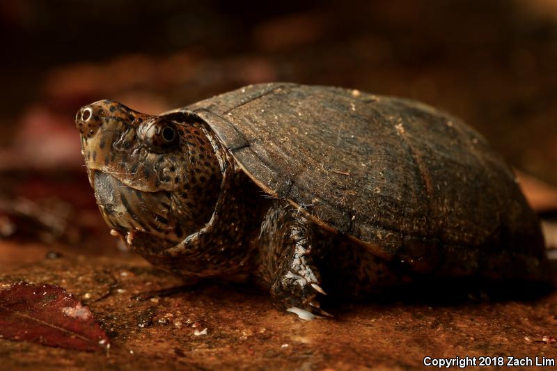Loggerhead Musk Turtle (Sternotherus minor minor)