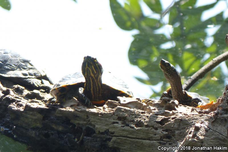 False Map Turtle (Graptemys pseudogeographica pseudogeographica)