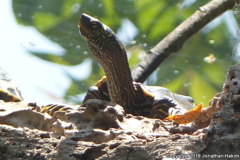 False Map Turtle (Graptemys pseudogeographica pseudogeographica)