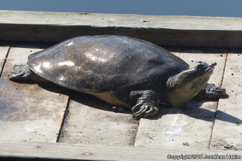 Florida Softshell (Apalone ferox)