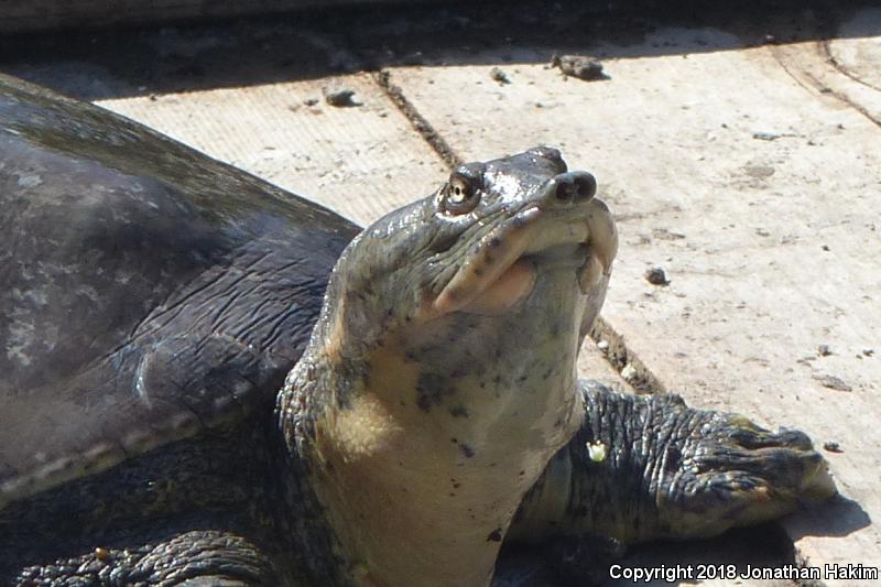 Florida Softshell (Apalone ferox)