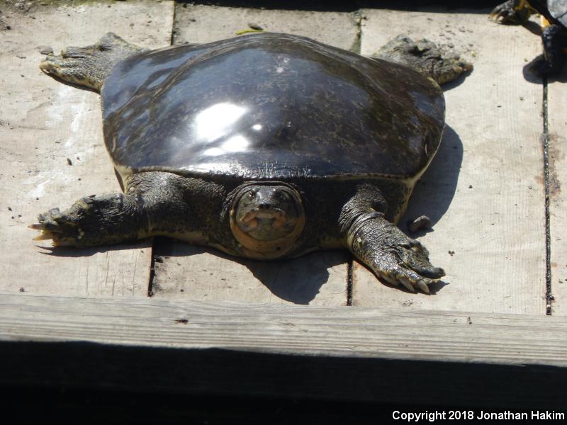 Florida Softshell (Apalone ferox)