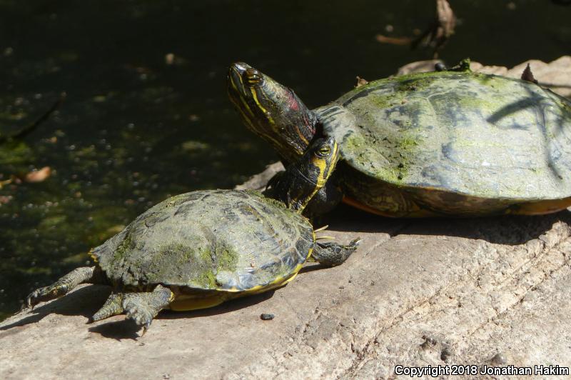 Yellow-bellied Slider (Trachemys scripta scripta)