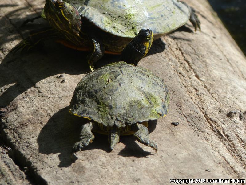 Yellow-bellied Slider (Trachemys scripta scripta)