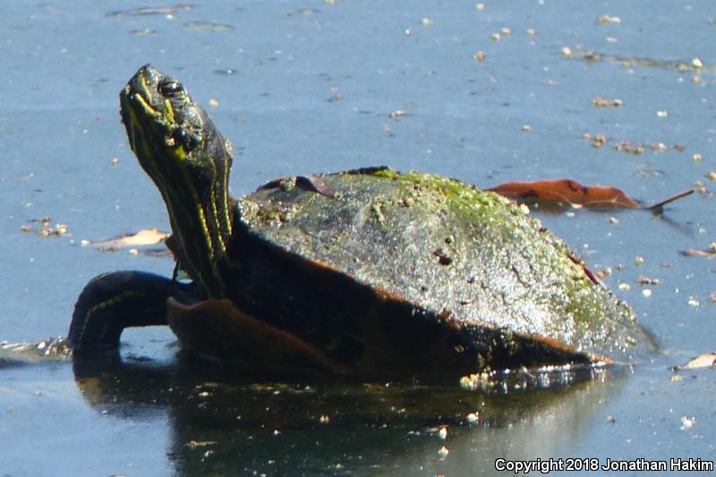 Florida Red-bellied Cooter (Pseudemys nelsoni)