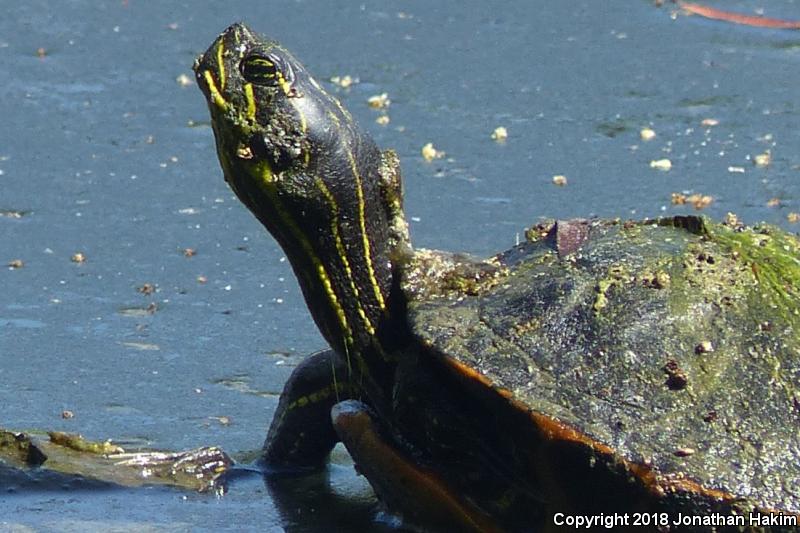 Florida Red-bellied Cooter (Pseudemys nelsoni)