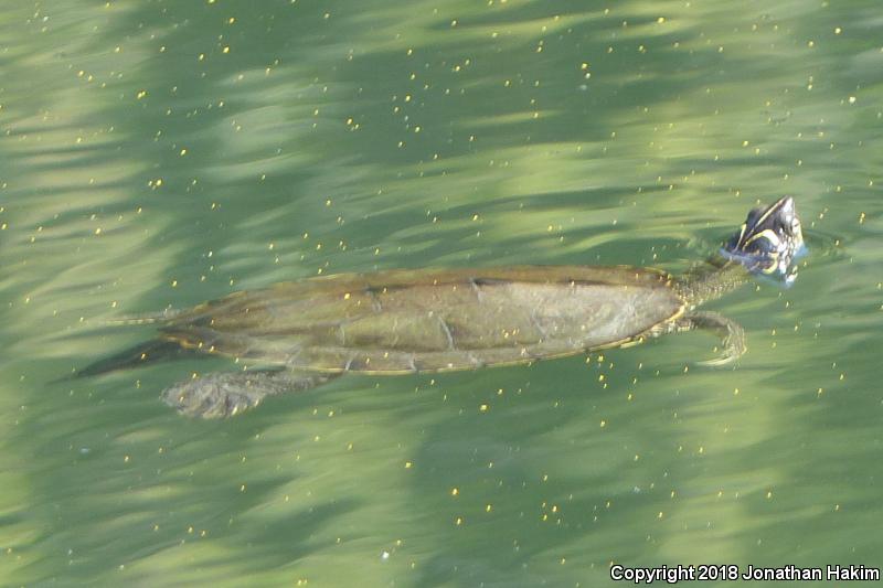 Ouachita Map Turtle (Graptemys ouachitensis)