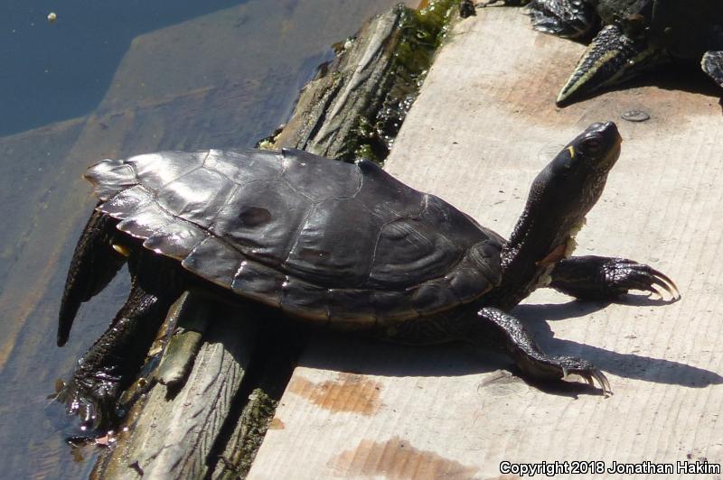 False Map Turtle (Graptemys pseudogeographica pseudogeographica)