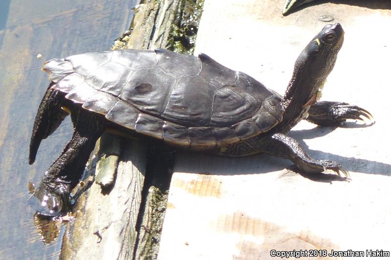 False Map Turtle (Graptemys pseudogeographica pseudogeographica)