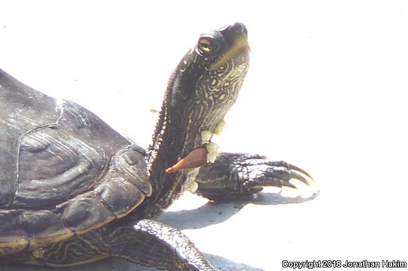 False Map Turtle (Graptemys pseudogeographica pseudogeographica)