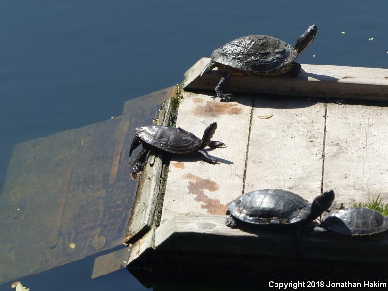 False Map Turtle (Graptemys pseudogeographica pseudogeographica)