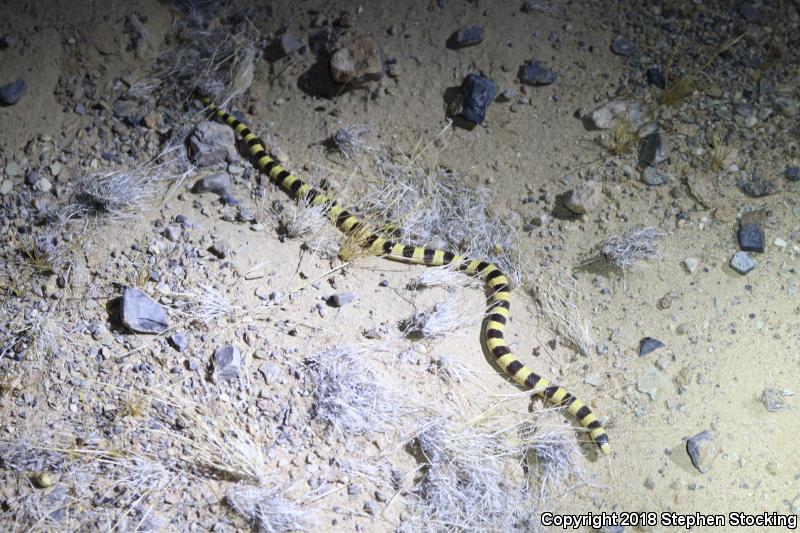 Nevada Shovel-nosed Snake (Chionactis occipitalis talpina)