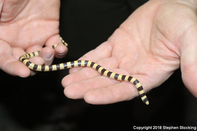 Nevada Shovel-nosed Snake (Chionactis occipitalis talpina)