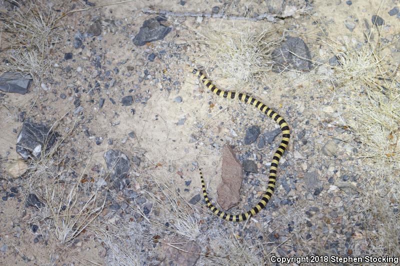 Nevada Shovel-nosed Snake (Chionactis occipitalis talpina)