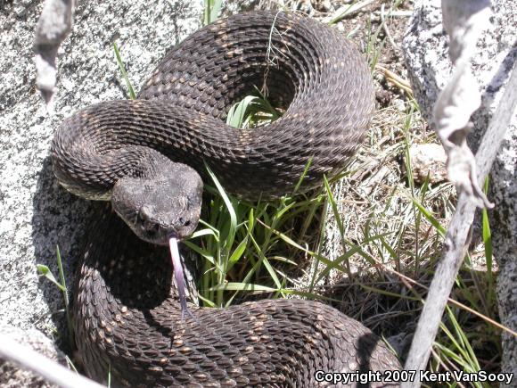 Southern Pacific Rattlesnake (Crotalus oreganus helleri)