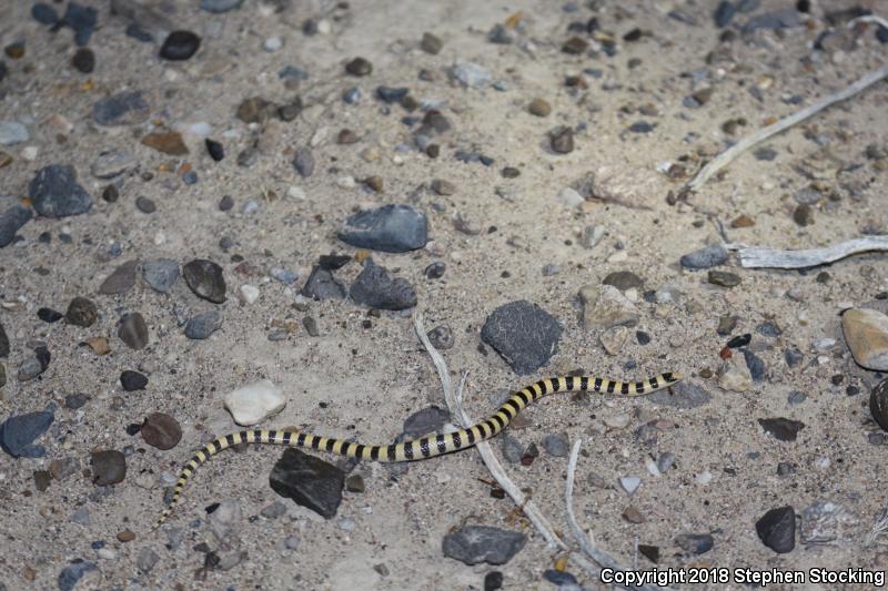 Nevada Shovel-nosed Snake (Chionactis occipitalis talpina)