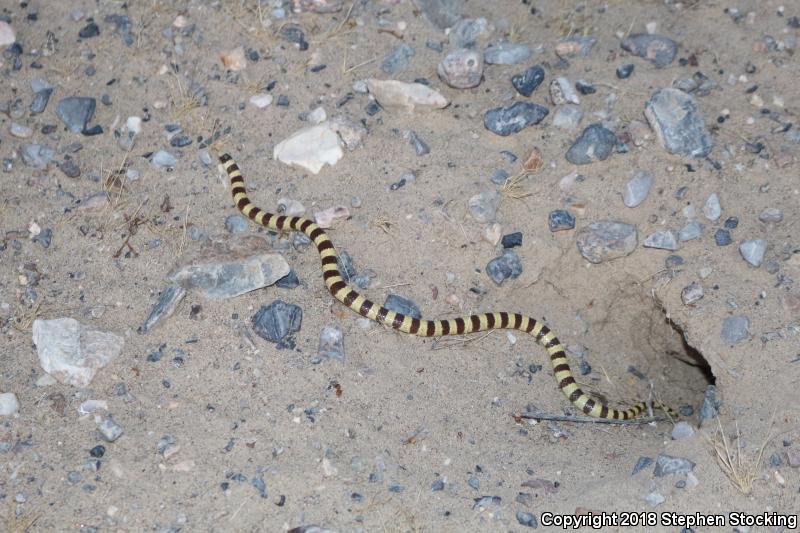 Nevada Shovel-nosed Snake (Chionactis occipitalis talpina)