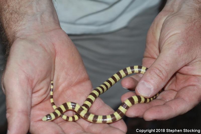 Nevada Shovel-nosed Snake (Chionactis occipitalis talpina)