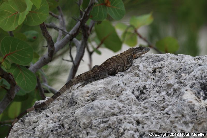 Gray's Spiny-tailed Iguana (Ctenosaura similis)