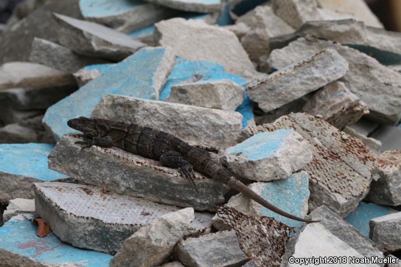 Gray's Spiny-tailed Iguana (Ctenosaura similis)