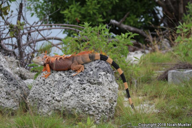 Green Iguana (Iguana iguana)