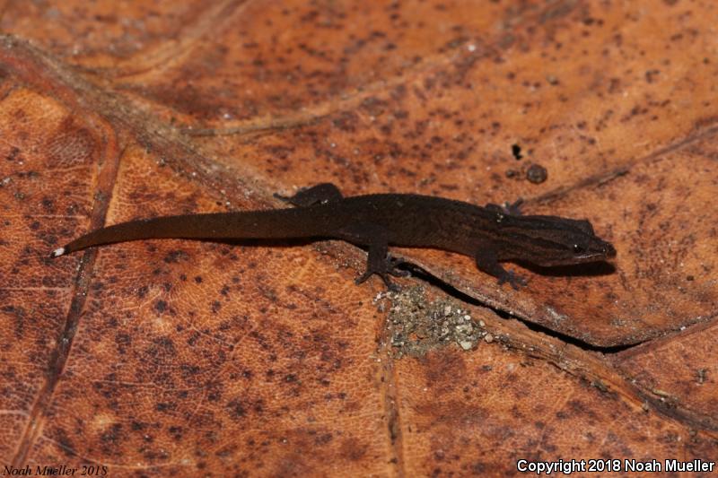 Florida Reef Gecko (Sphaerodactylus notatus notatus)