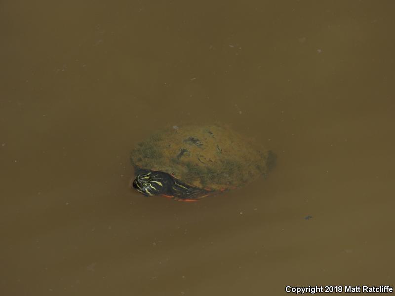 Northern Red-bellied Cooter (Pseudemys rubriventris)