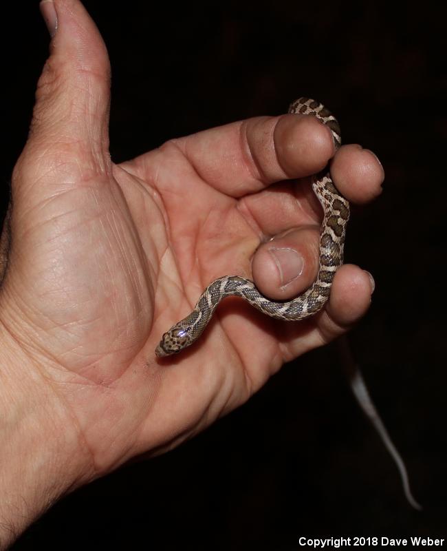 Kansas Glossy Snake (Arizona elegans elegans)