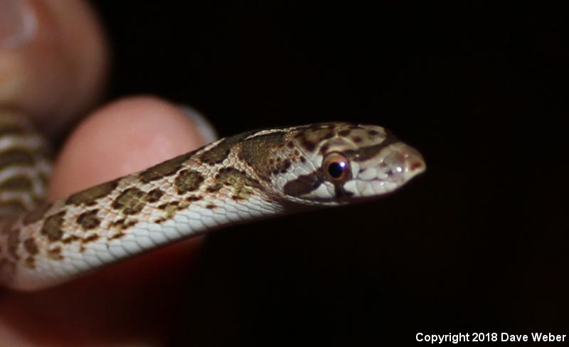 Kansas Glossy Snake (Arizona elegans elegans)