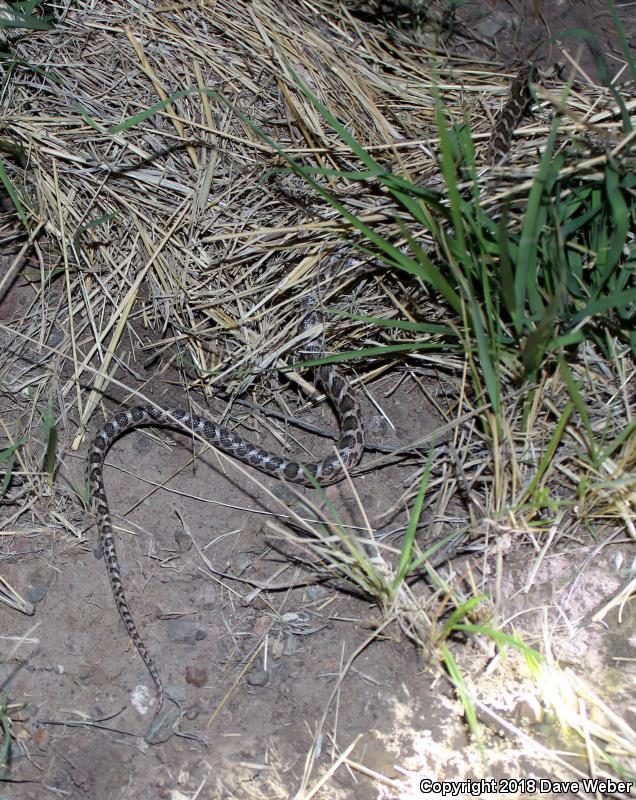 Kansas Glossy Snake (Arizona elegans elegans)