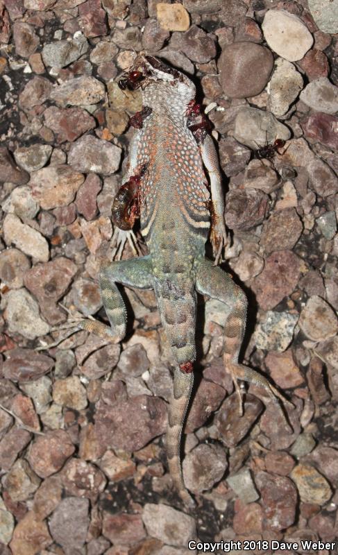 Texas Earless Lizard (Cophosaurus texanus texanus)