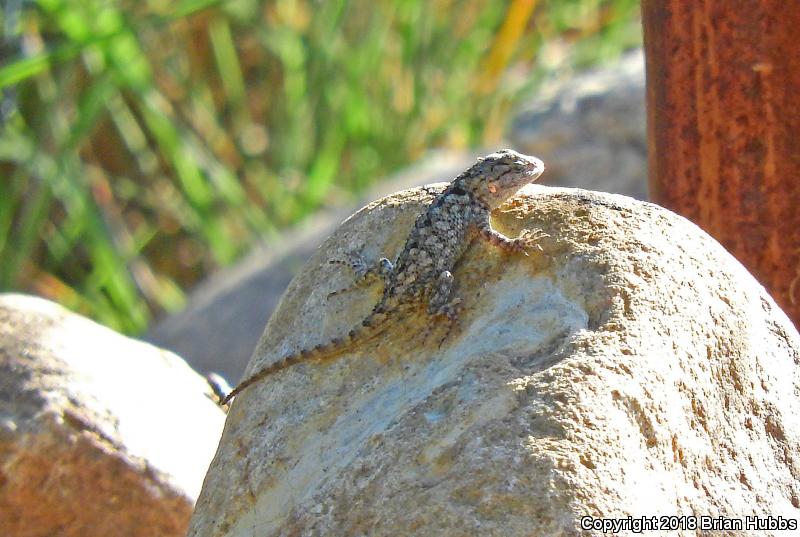 Clark's Spiny Lizard (Sceloporus clarkii)